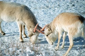 A kalmük puszták ritkasága a szajga antilop